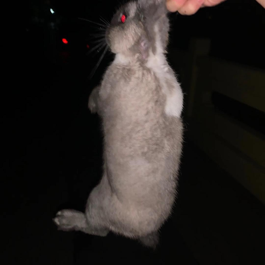元