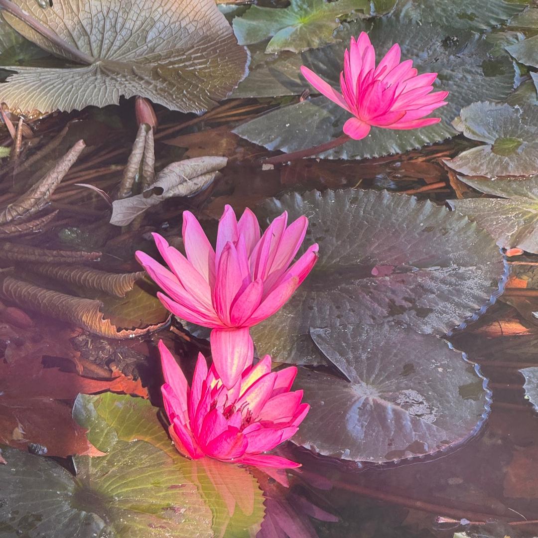 爱旅行的沐沐鱼🐟