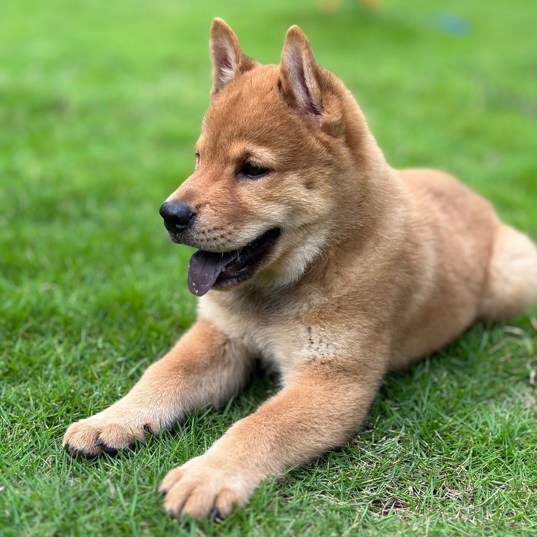 土狗金刚