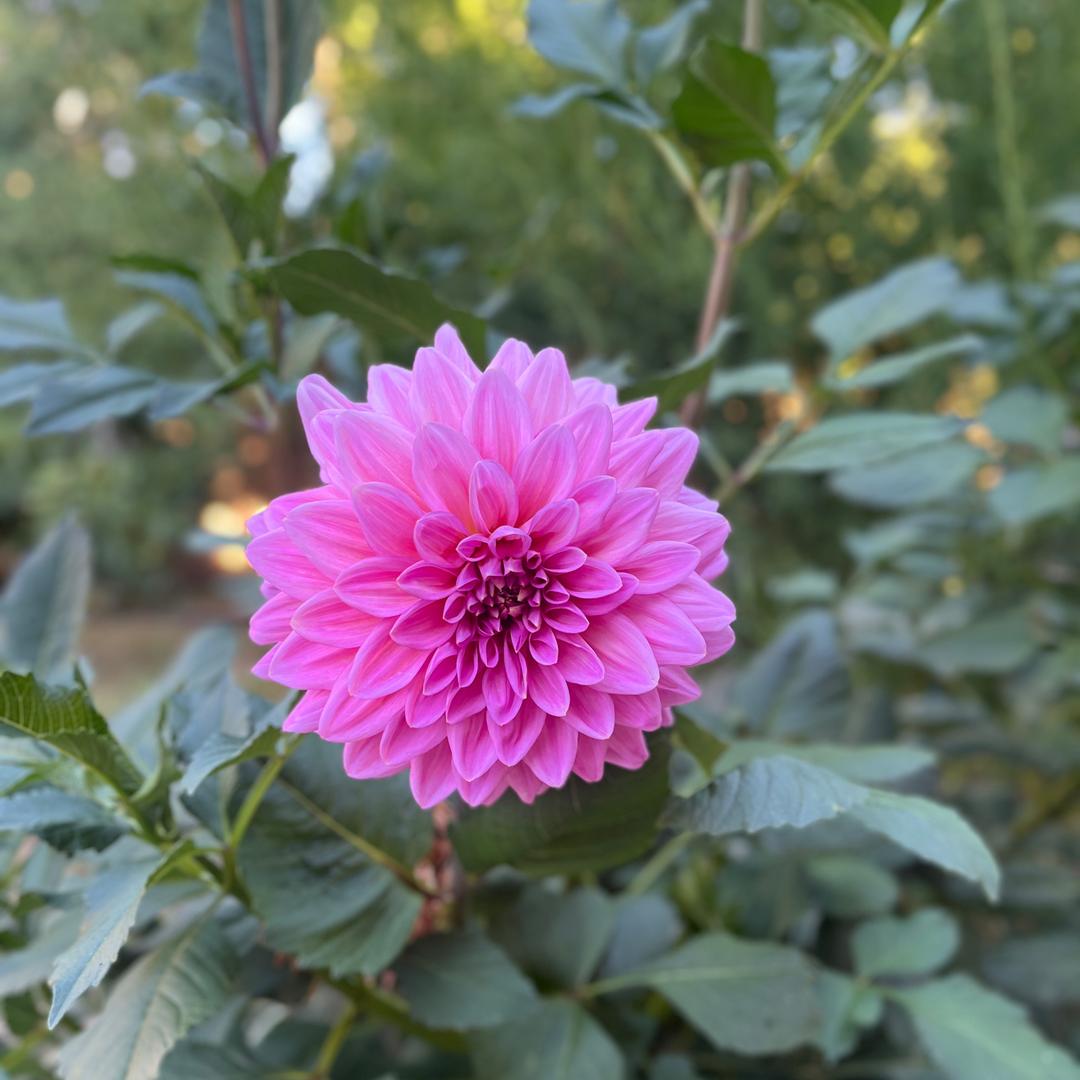 向阳而生🧚🏻‍♀️🌴