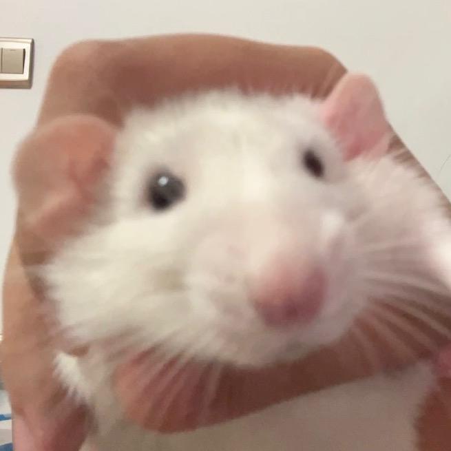 小怪兽大战熊二（被边佑锡回复版）