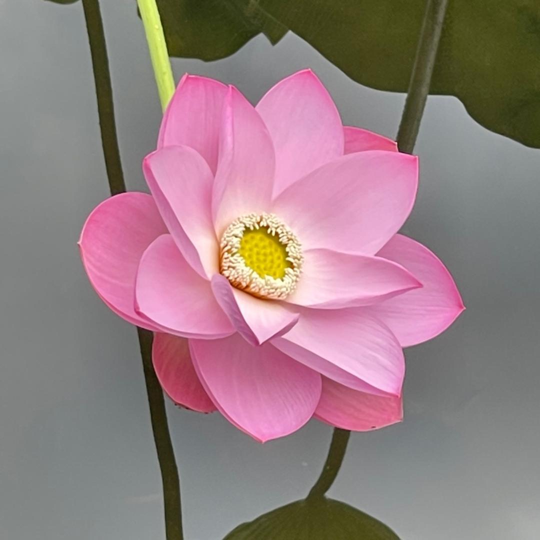 江口