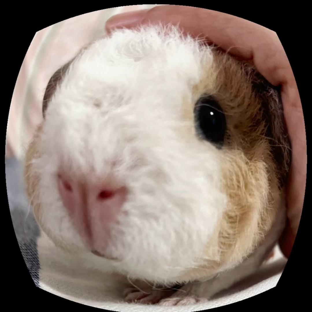 嘟宝荷兰猪舍（青岛市北）