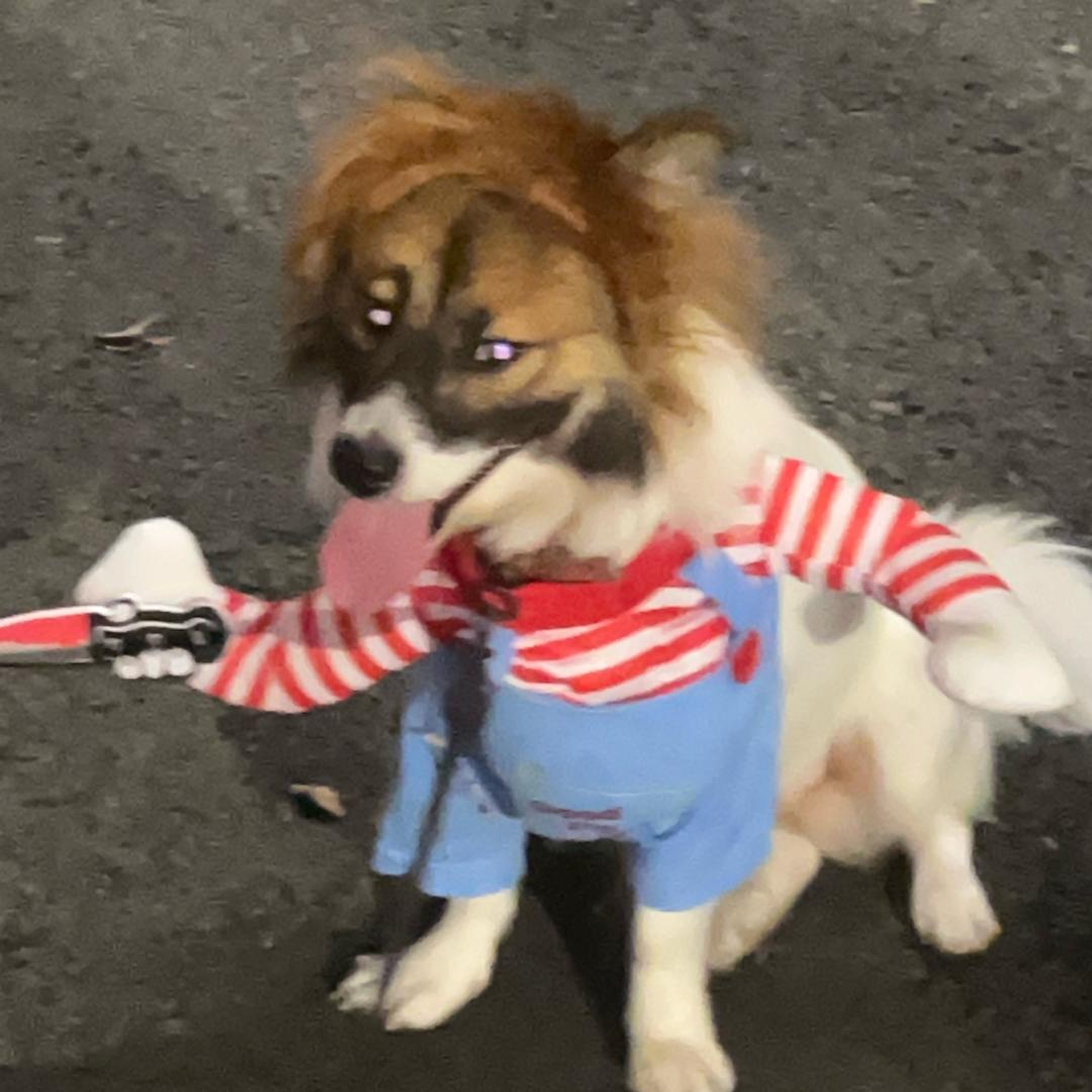 我有修狗🐶（拍照专用号）