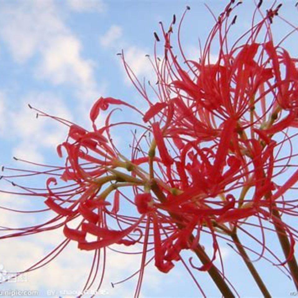 🌹彼岸花开