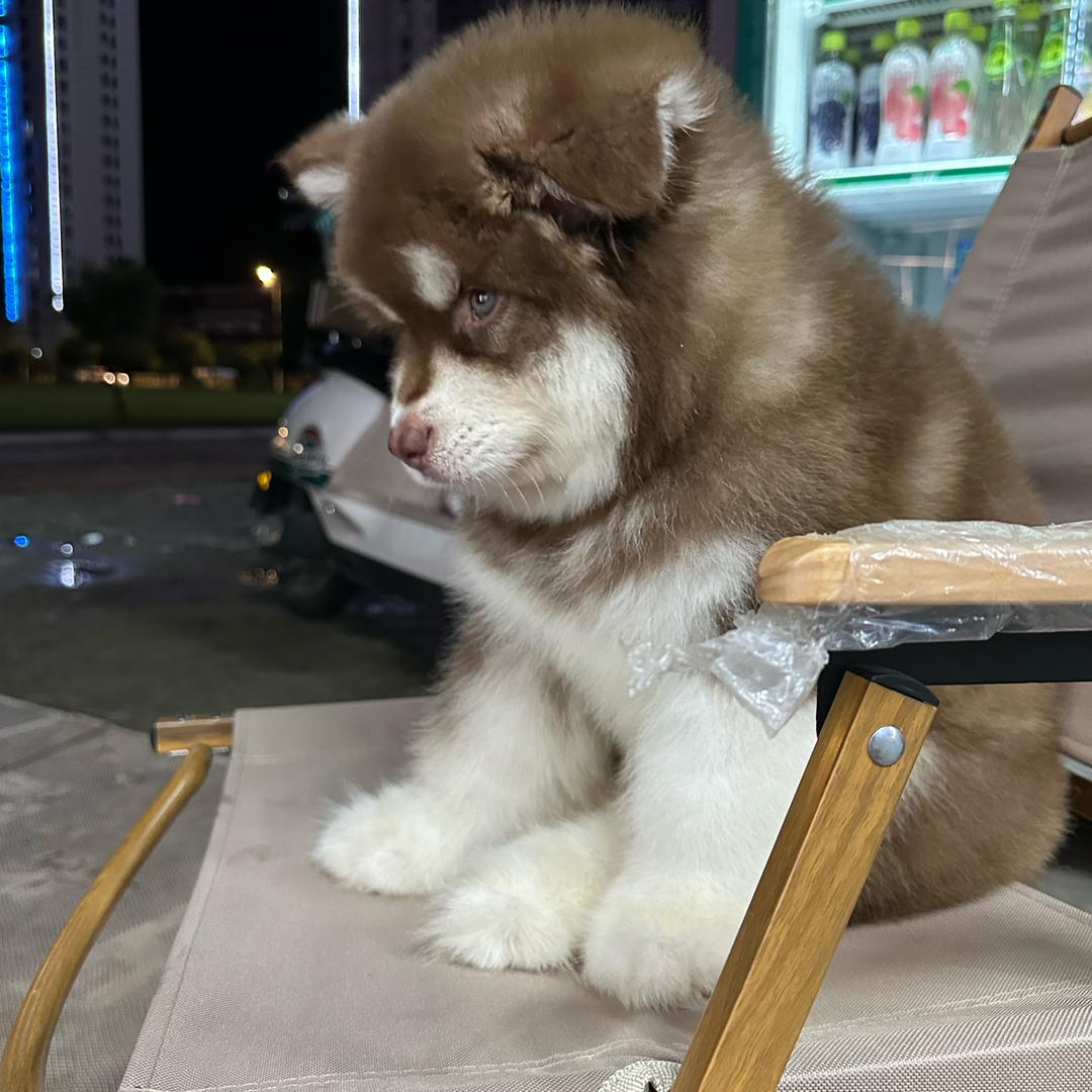 舒服的狗（阿拉斯加犬）