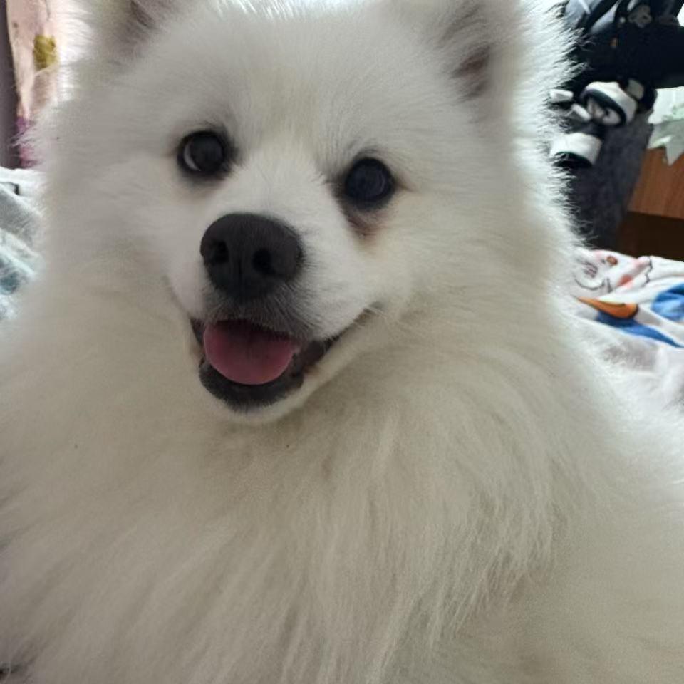 小苹果