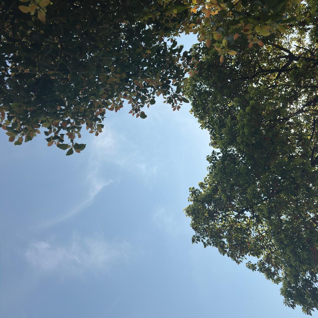 小菜汤