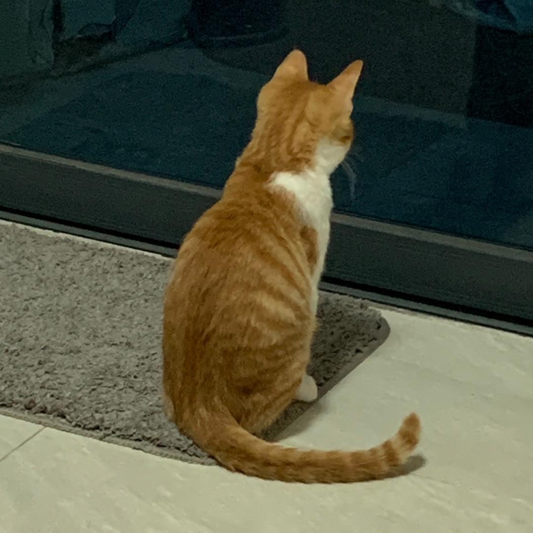 耶🐟