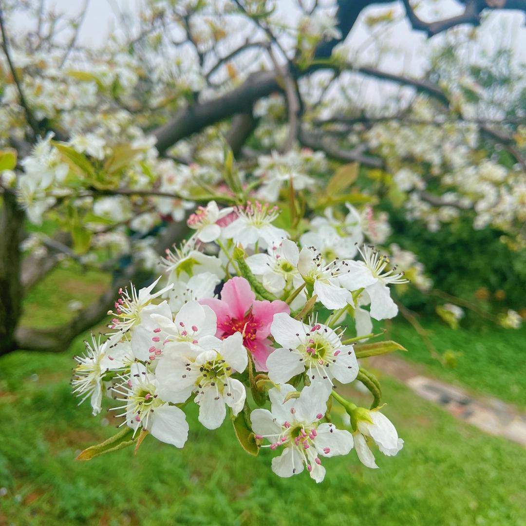 小小小诺米