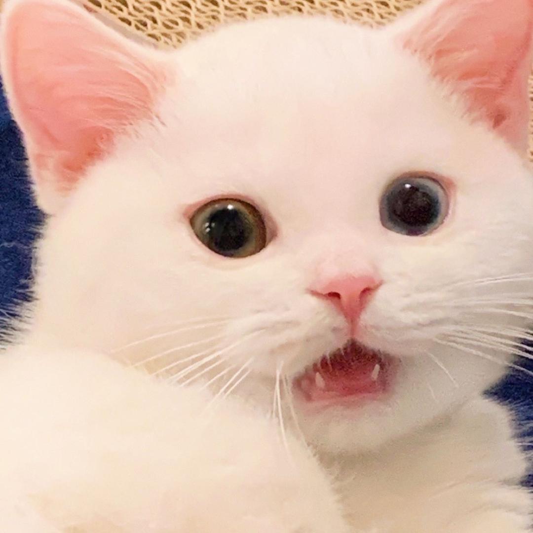 小可波罗