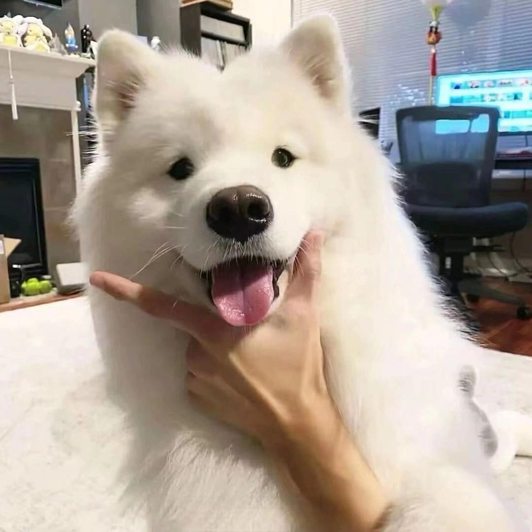 开心的小卜