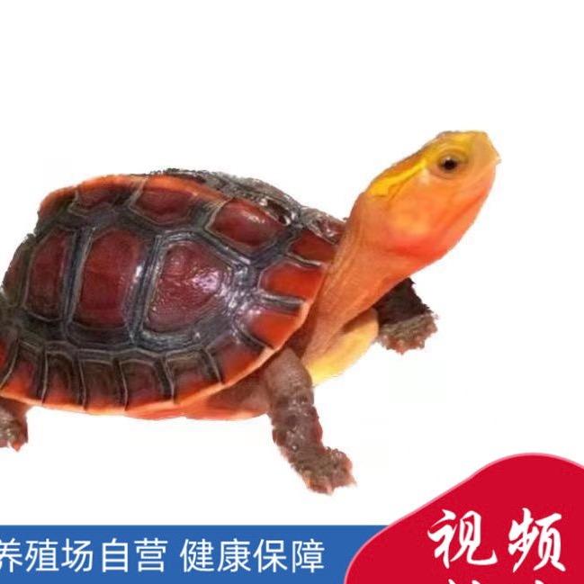爱龟者
