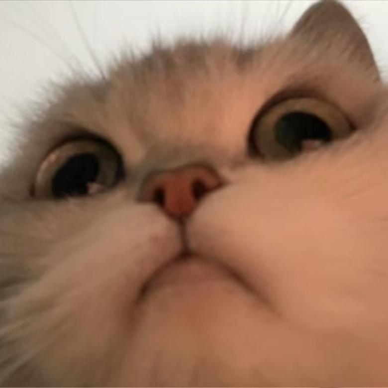 黄油🧈🐱老兵🥞