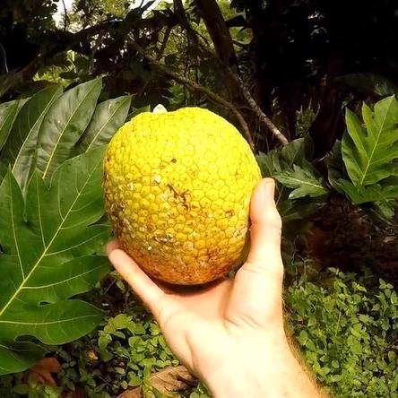 大别山生鲜农产品