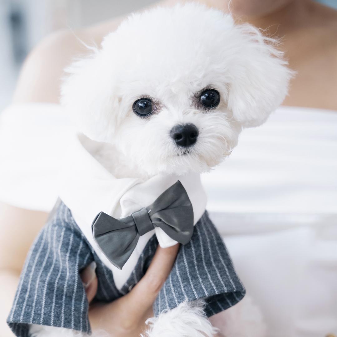 小布丁🐾