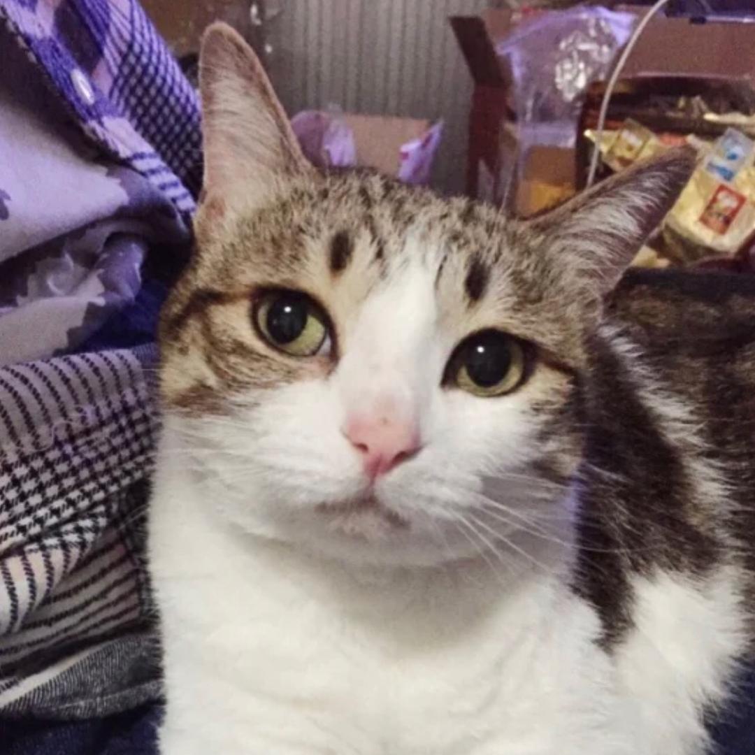 猫猫已退休