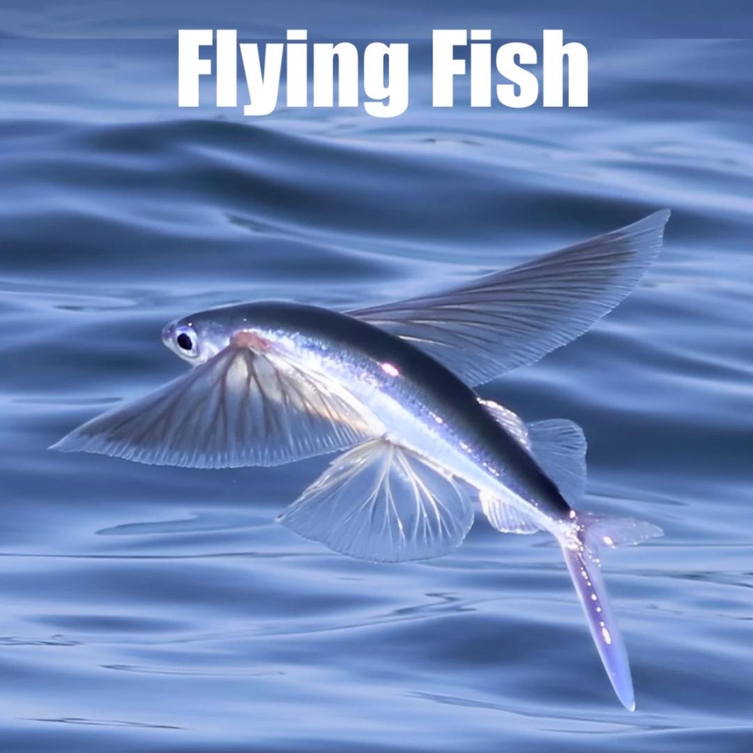 六眼飞鱼🐟