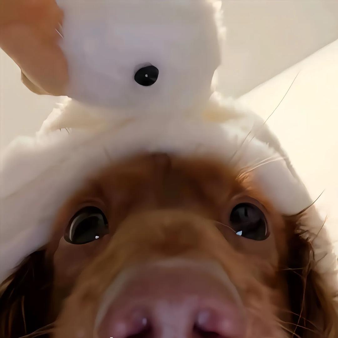 Ggh