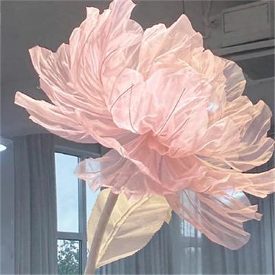 熹木洋洋