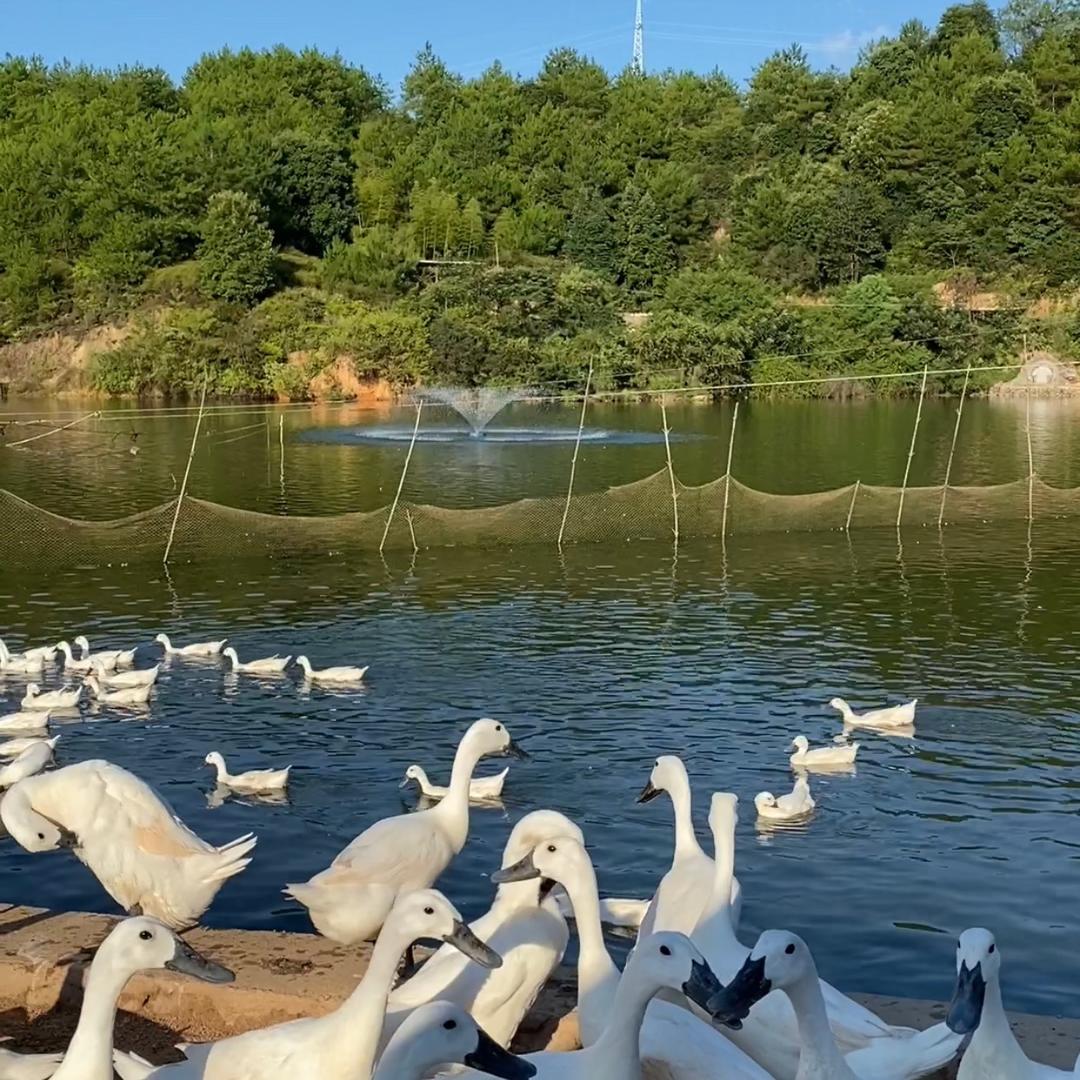 竹林散养土货-连城县留意养殖农场