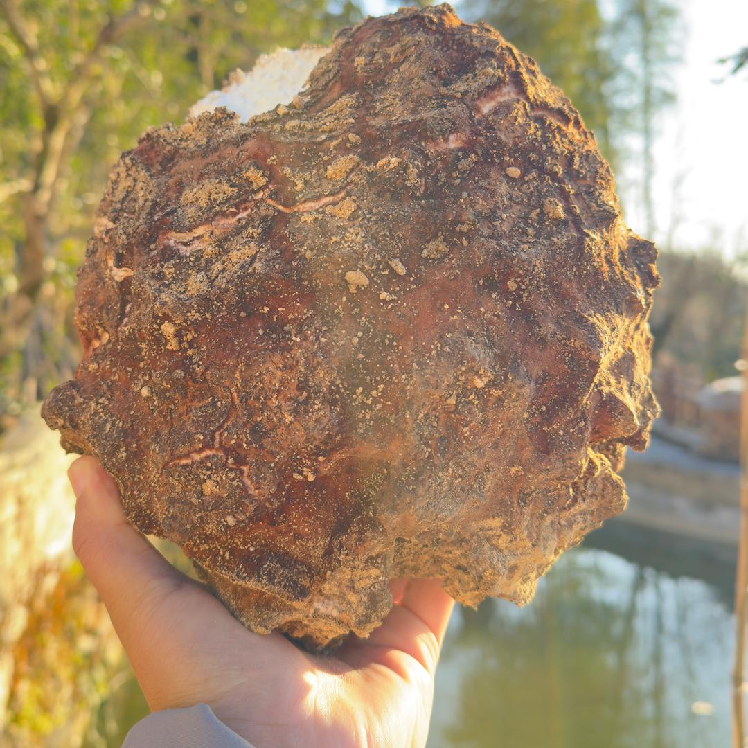 大别山茯苓种植户