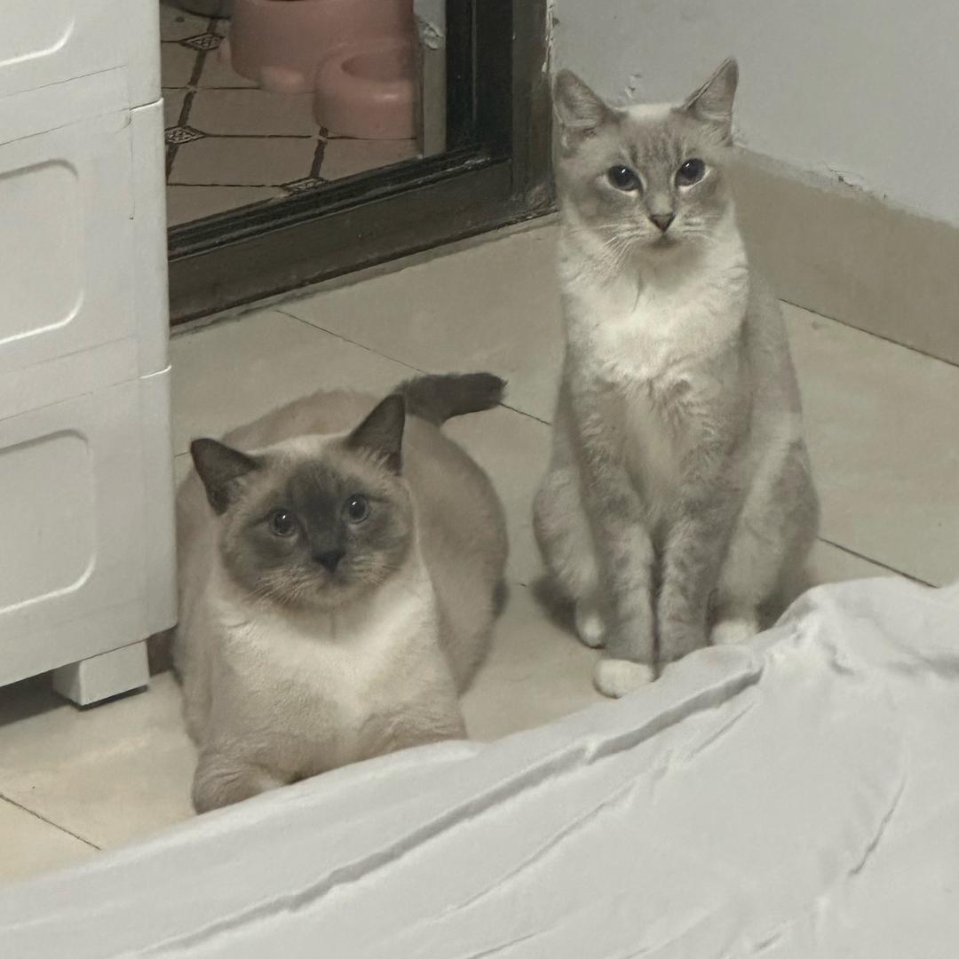 咖啡☕️和珍珠🤍