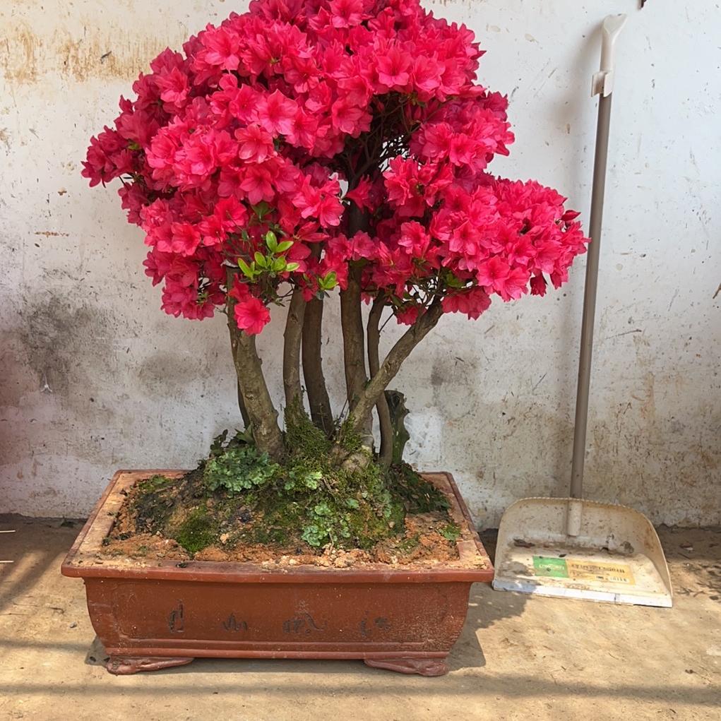 汐然盆景花卉