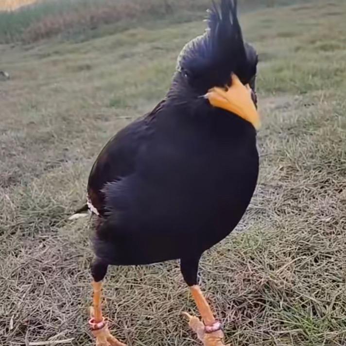 智云宠物食品用品