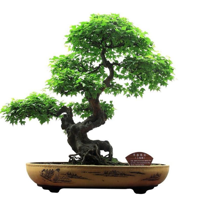 远方的山