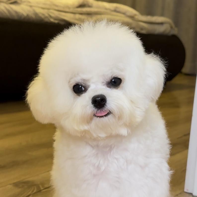 🐶窝窝比熊
