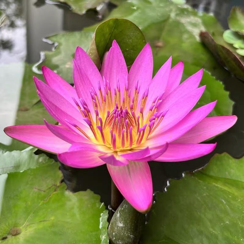 睡莲花基地