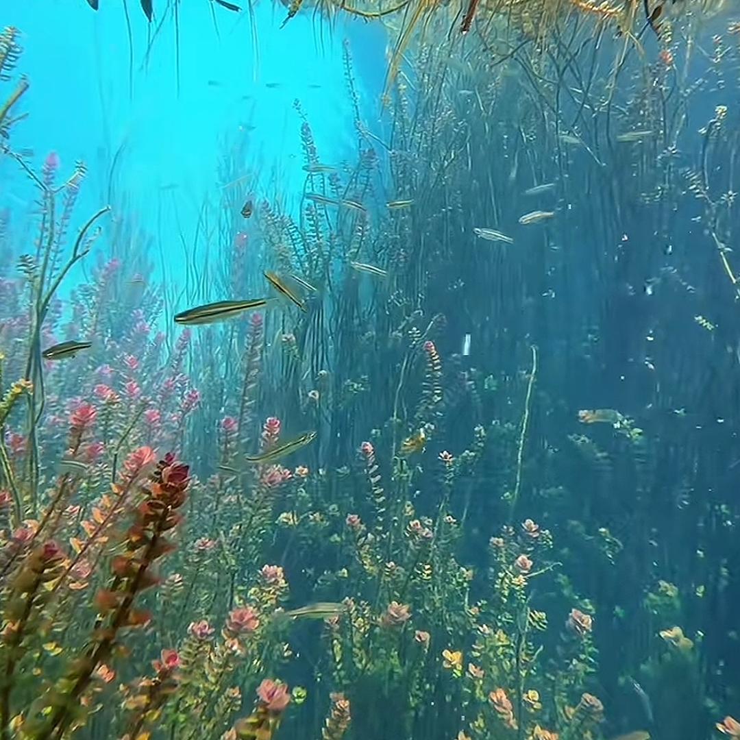 砚秋