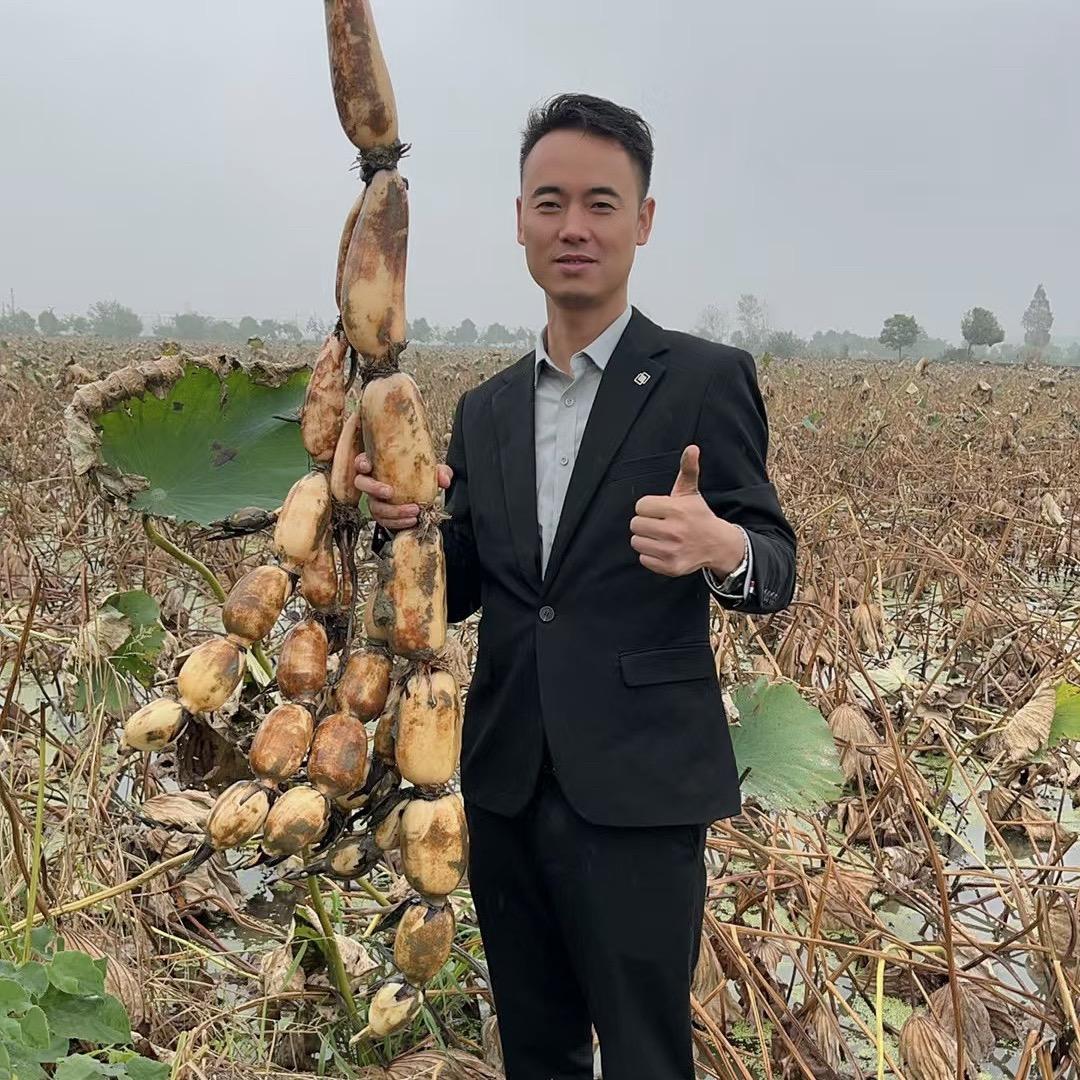 张智磊—专注莲藕提质增产