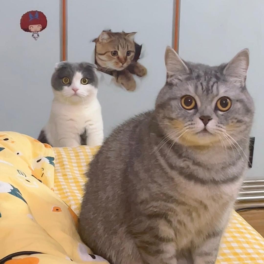 两只喵生活