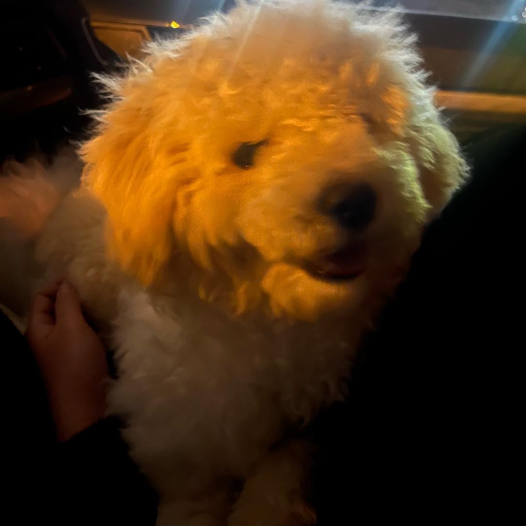 不孤独的√₃