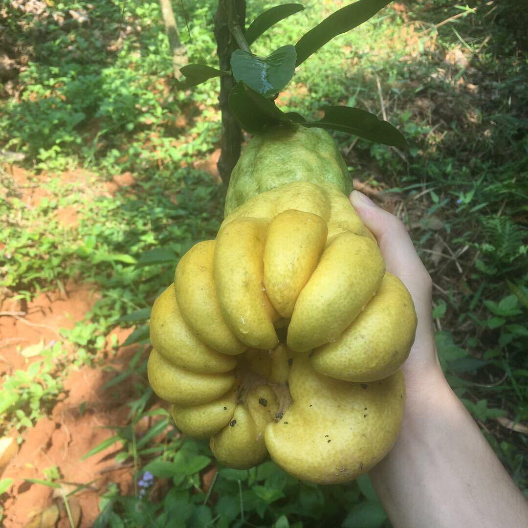 茵菲果树苗木专营店