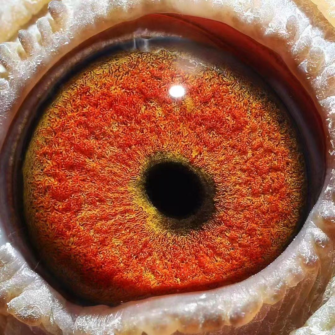 沭阳锦旺来鸽舍小店