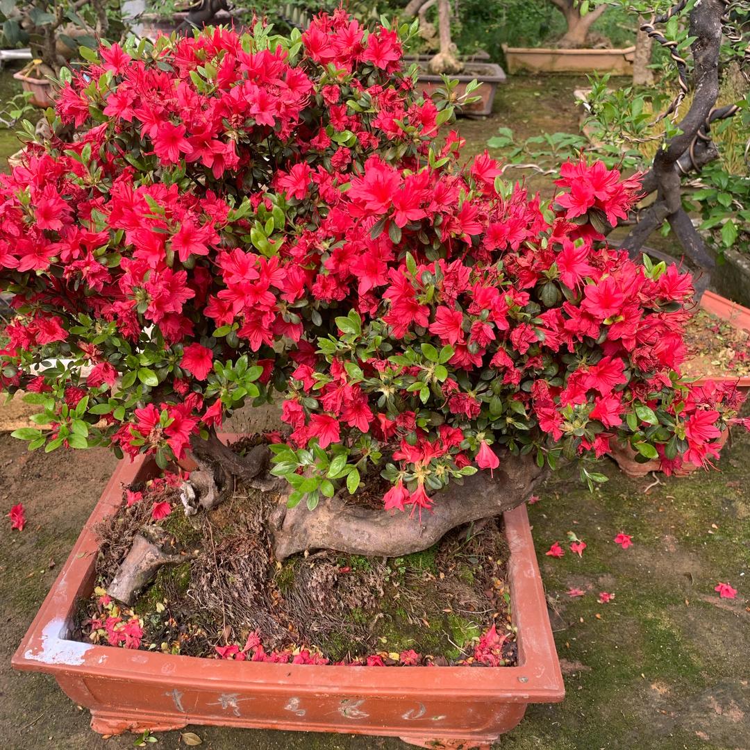 南国花海