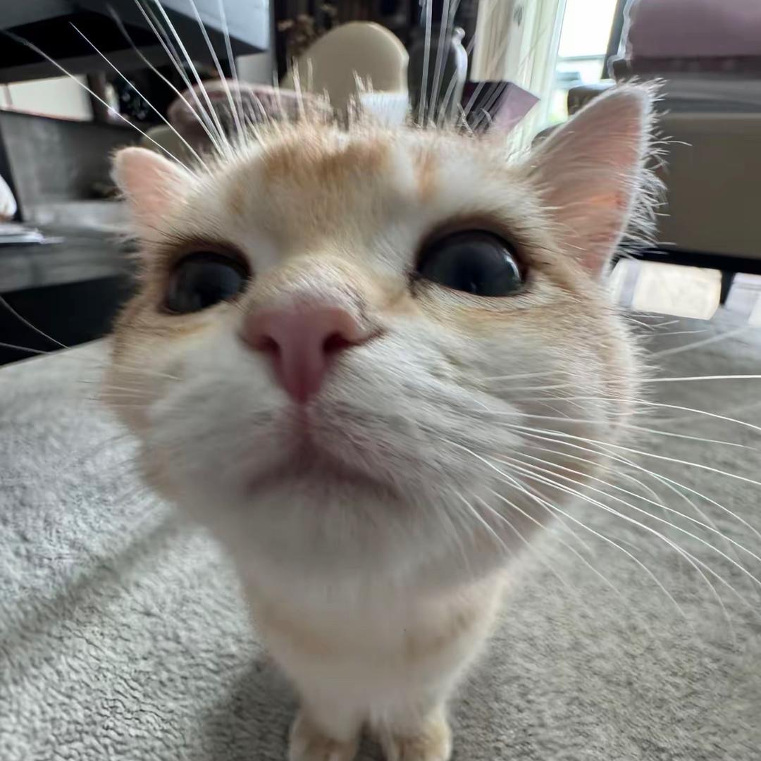 臭狗熊