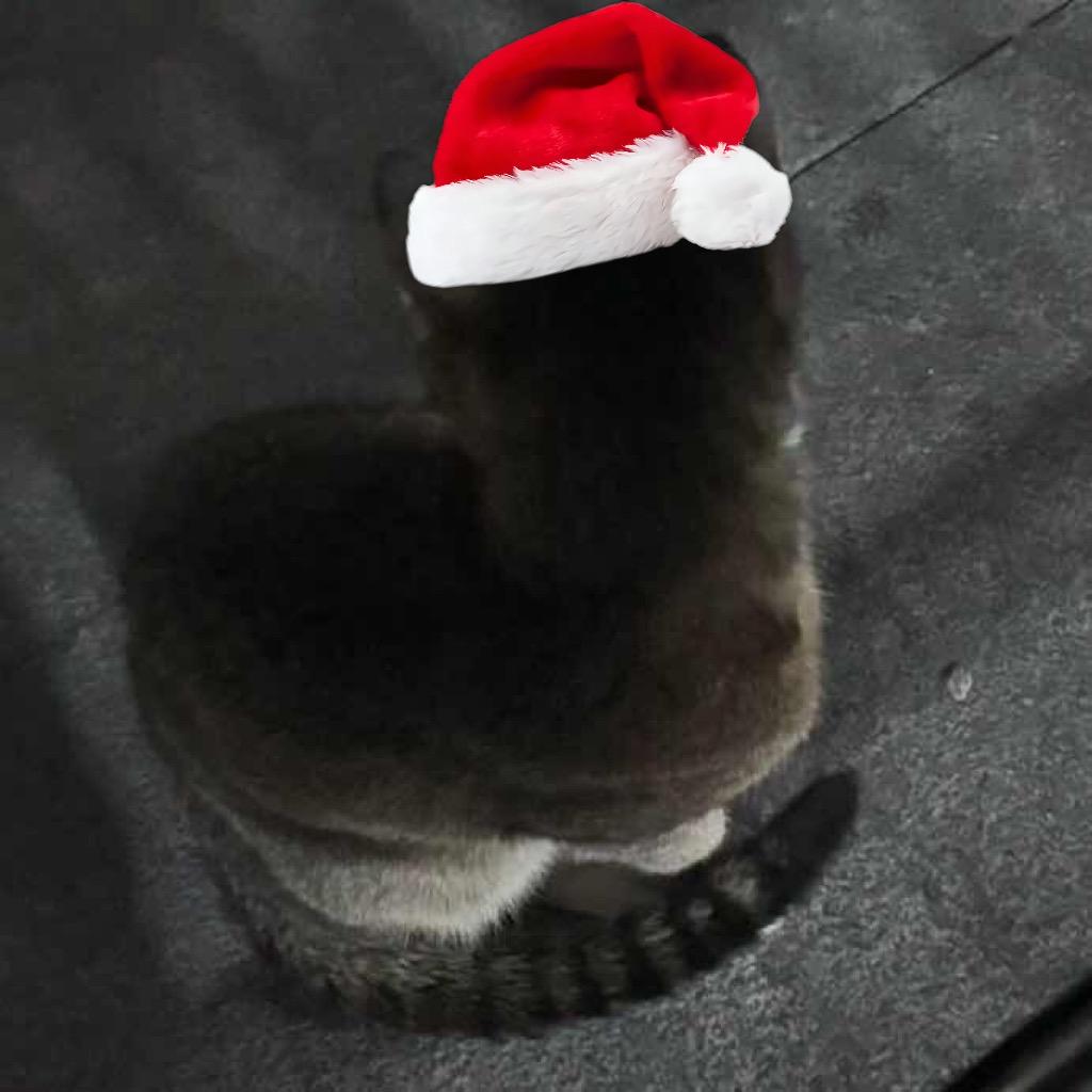 妙妙喵喵喵/•᷅•᷄\୭ 🐱🪳