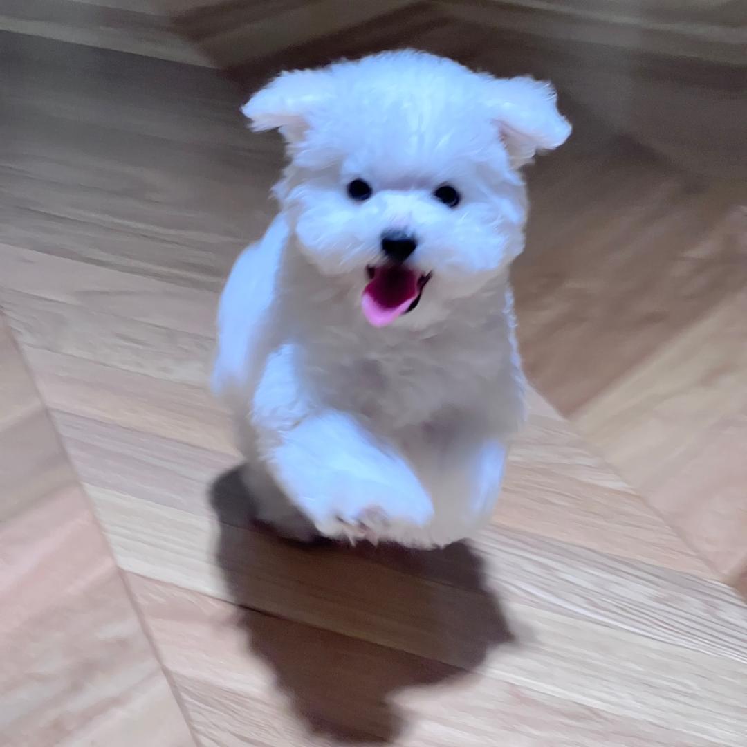 是福福宝吖