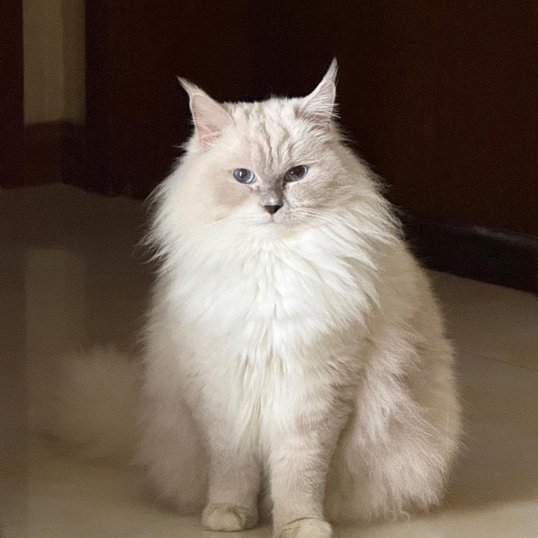 懒猫