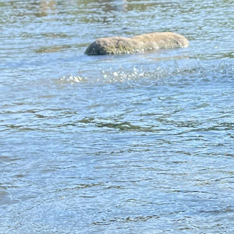 🐏妈妈（动画洅煮叶裙👗）