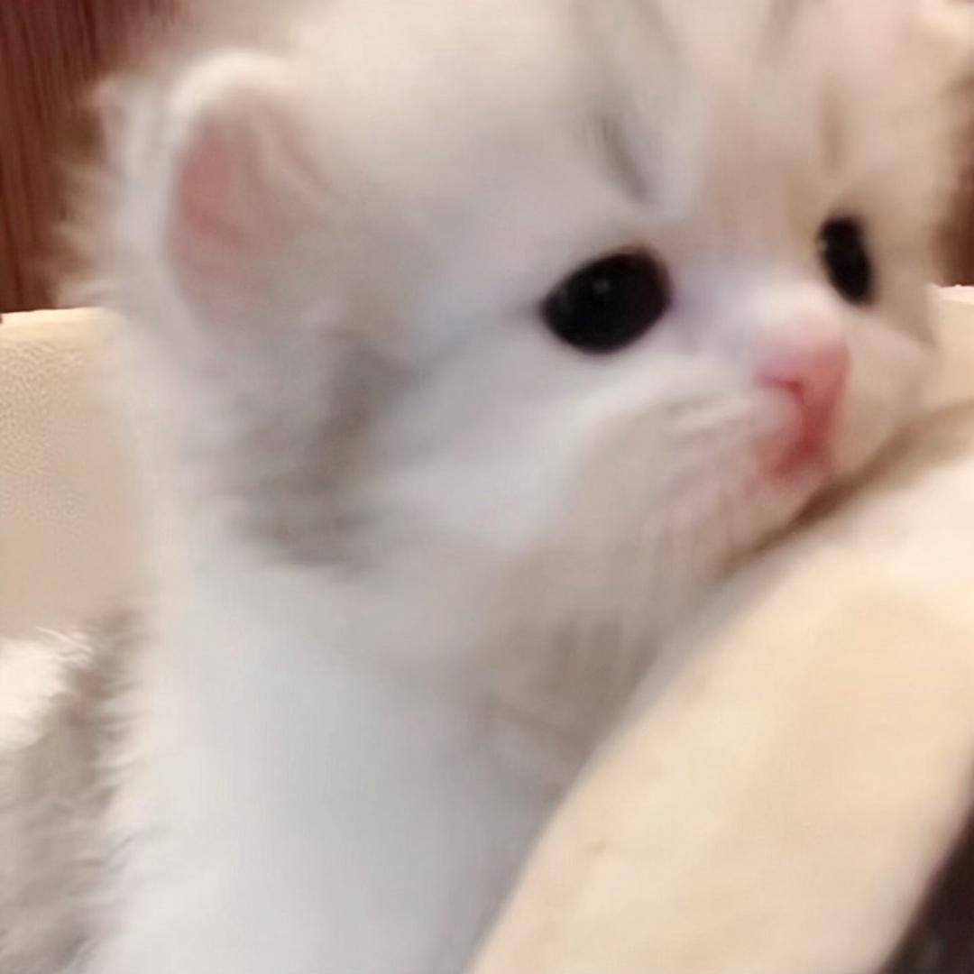 猪妹