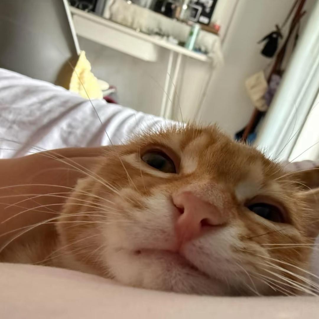 魚头^_^（见过杨涛版）