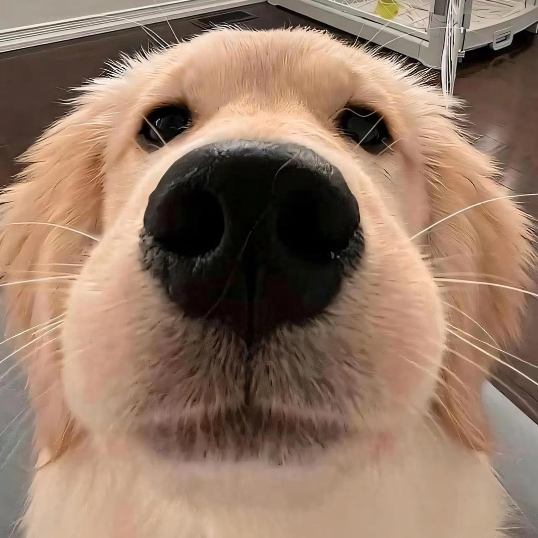 我是根葱