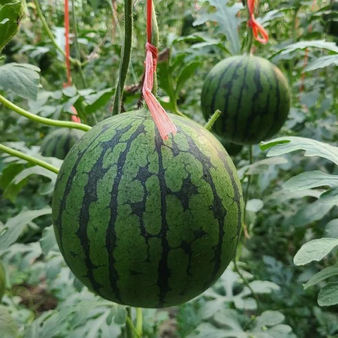小李果蔬