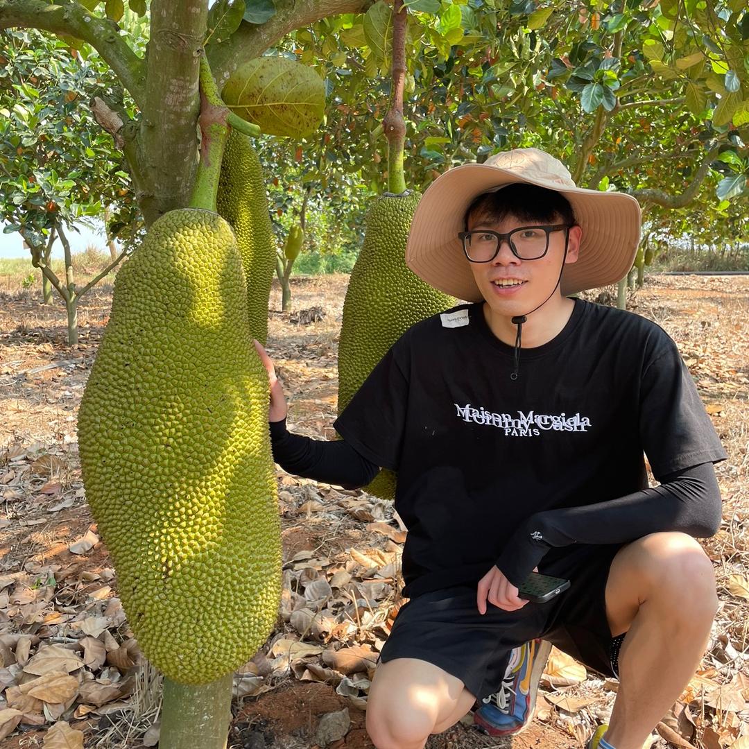 七个菠萝蜜八