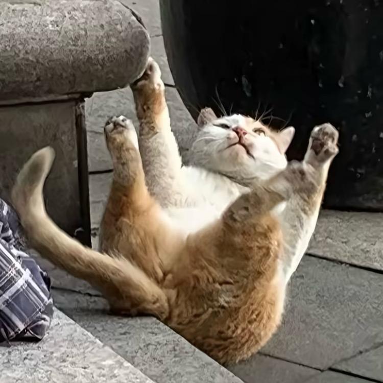 快乐小猫咪